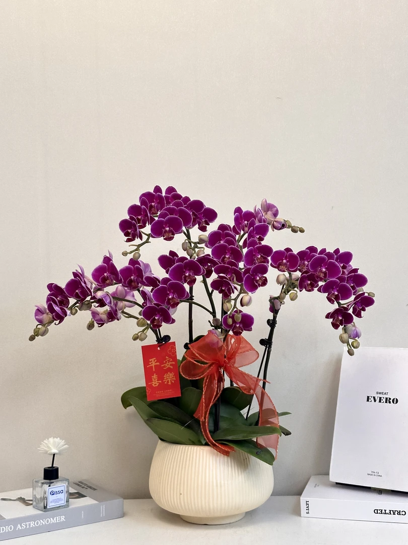 年宵花【红酒】真花 送人送礼必备 过年居家首选 多样性发货