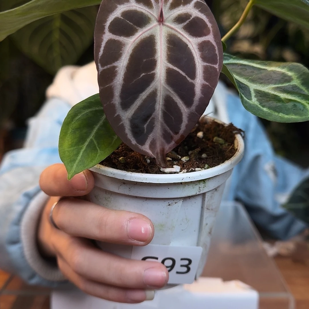 完全开放G93佛红杂银色闪光