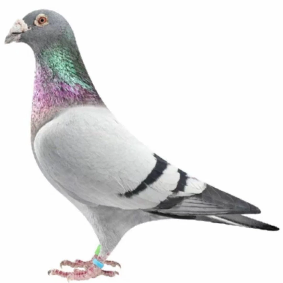 精品鸽专用直播链接以直播间为准