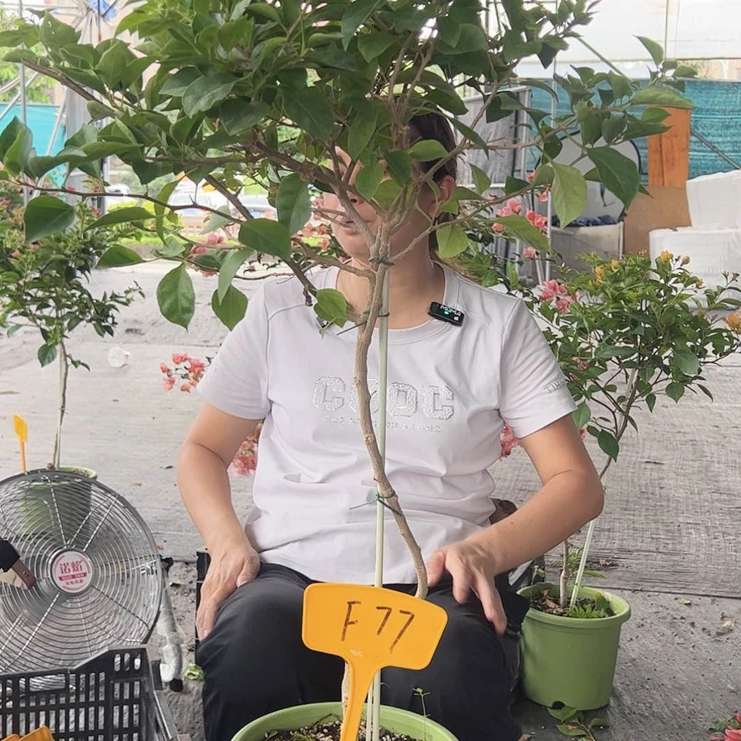 魅***海大部分开放少量花苞F77佩德罗