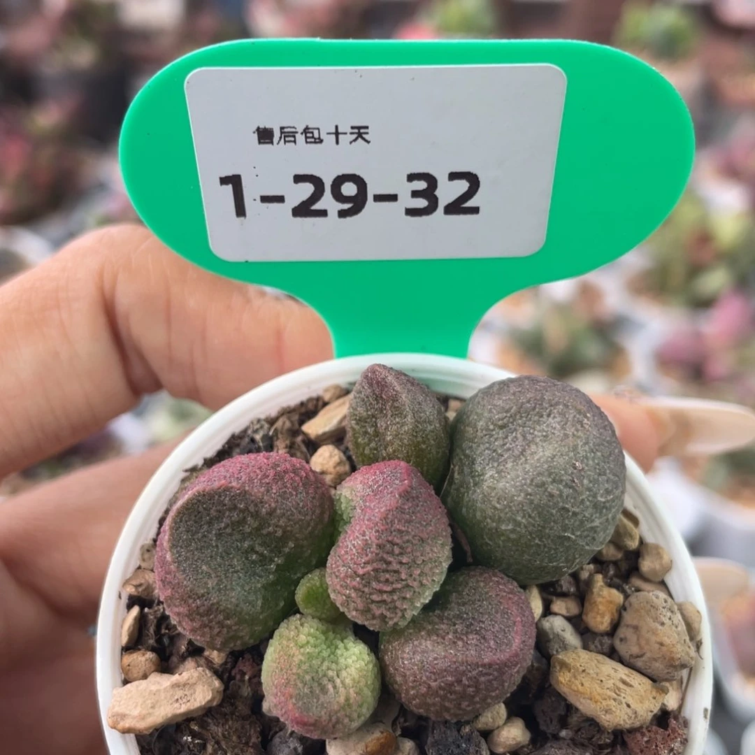 福利。     量拍。