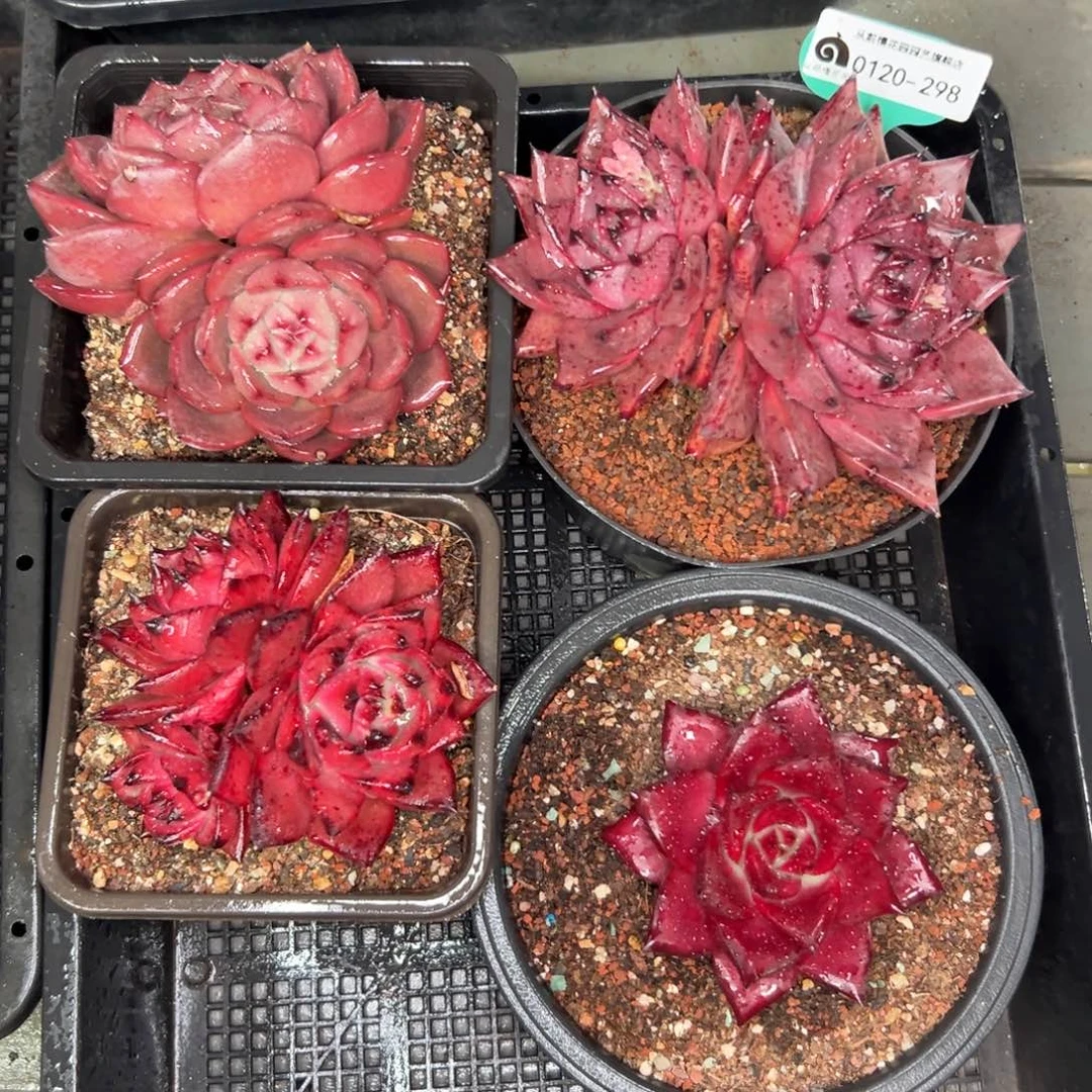 多肉一物一拍0120-298