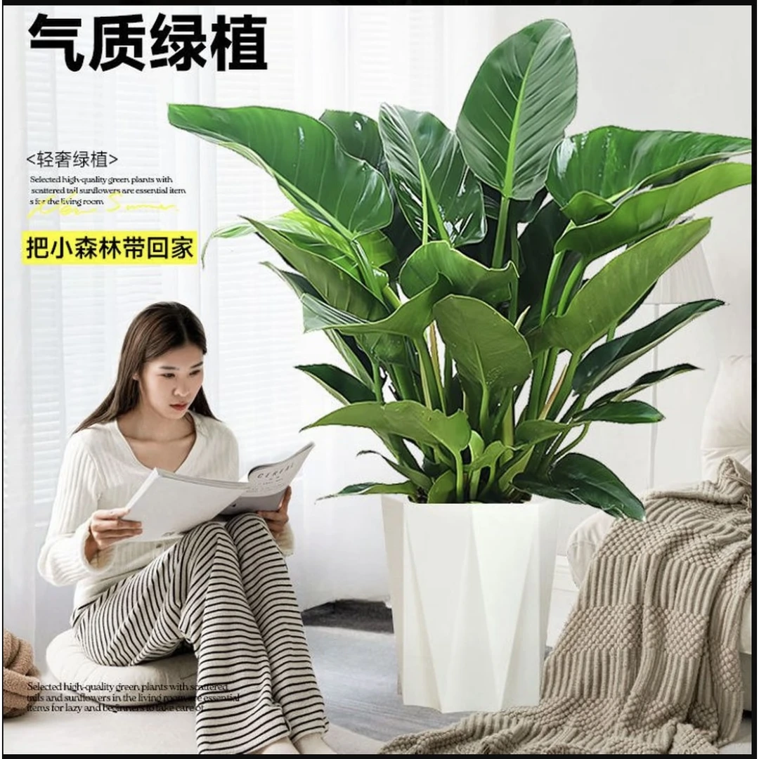 【新疆包邮，乌市直发】丑话说在前，当苗子卖金钻绿公主70CM80CM