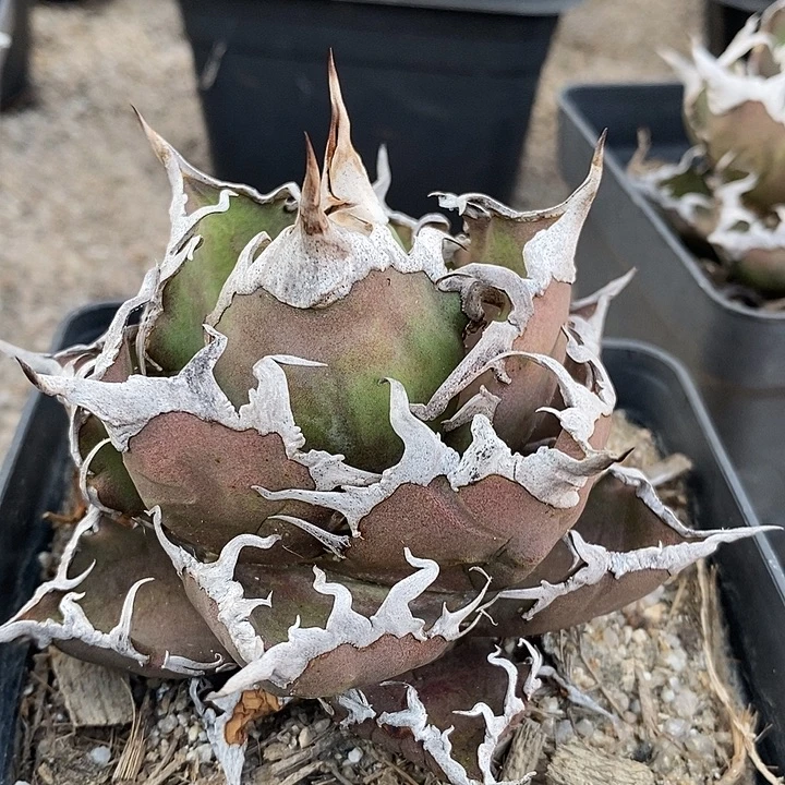 蛋***片凯撒。            ，