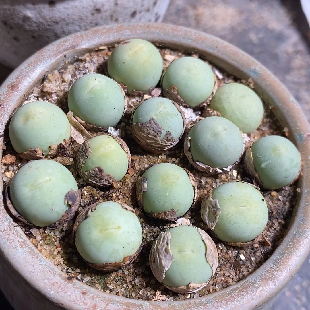 一颗鸽子蛋一厘米