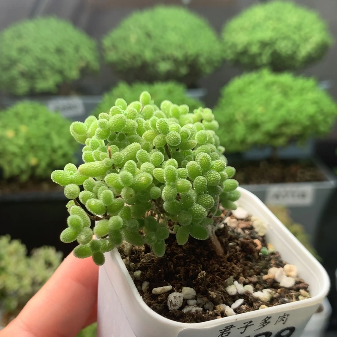 729蜜橘福利。