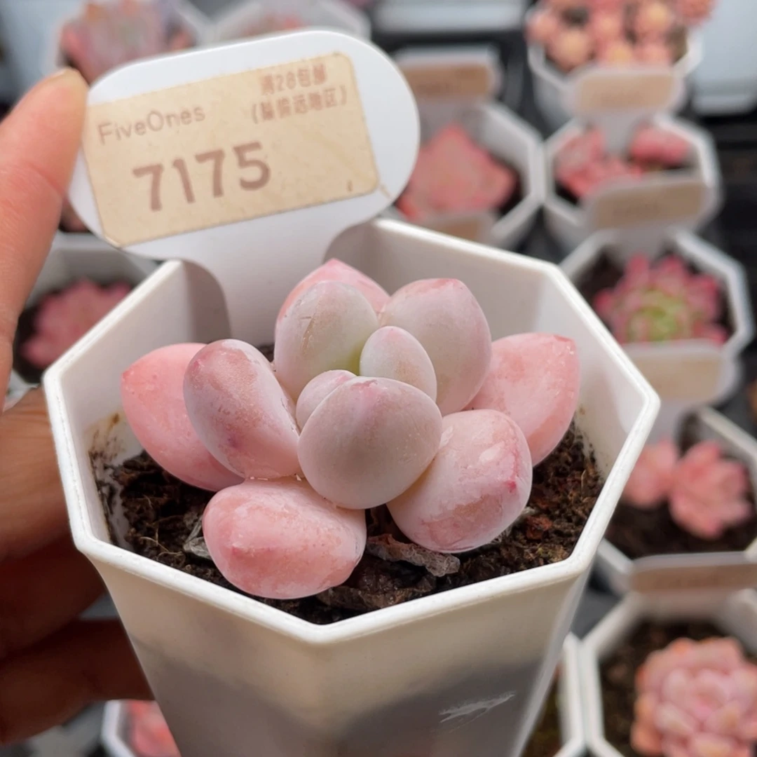 香水7175-5.0厘米