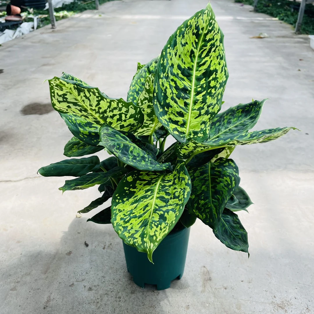 新疆包邮 帝王青海芋植物 多棵苗太漂亮的很