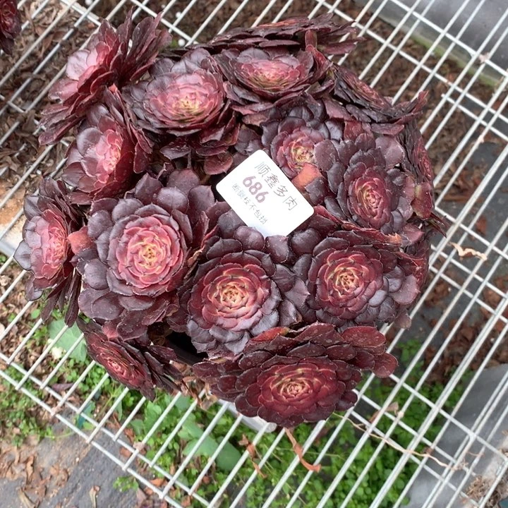 686黑萝莉多肉植物