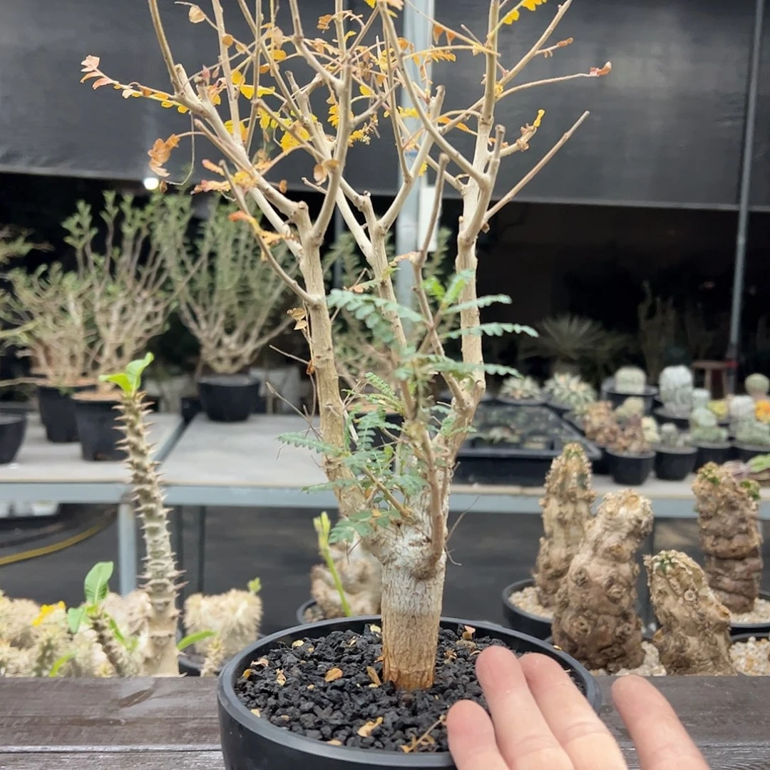 尼勒达乳香橄榄6688