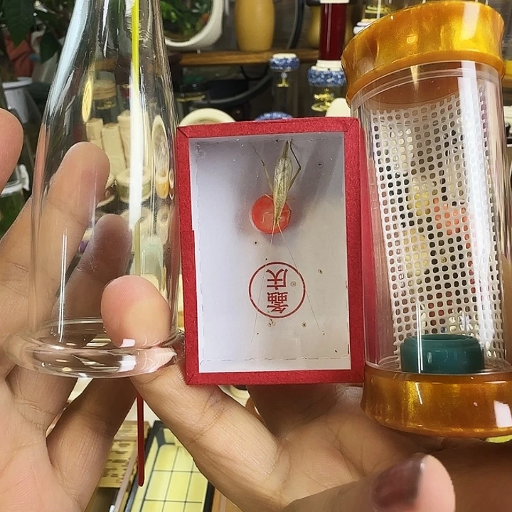 黄色竹蛉套啊啊啊啊啊啊啊