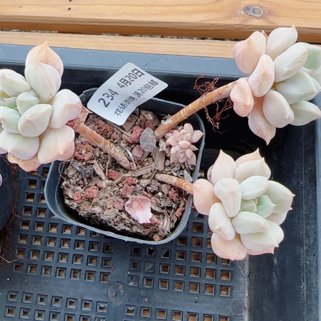 花语逸镜0420-234