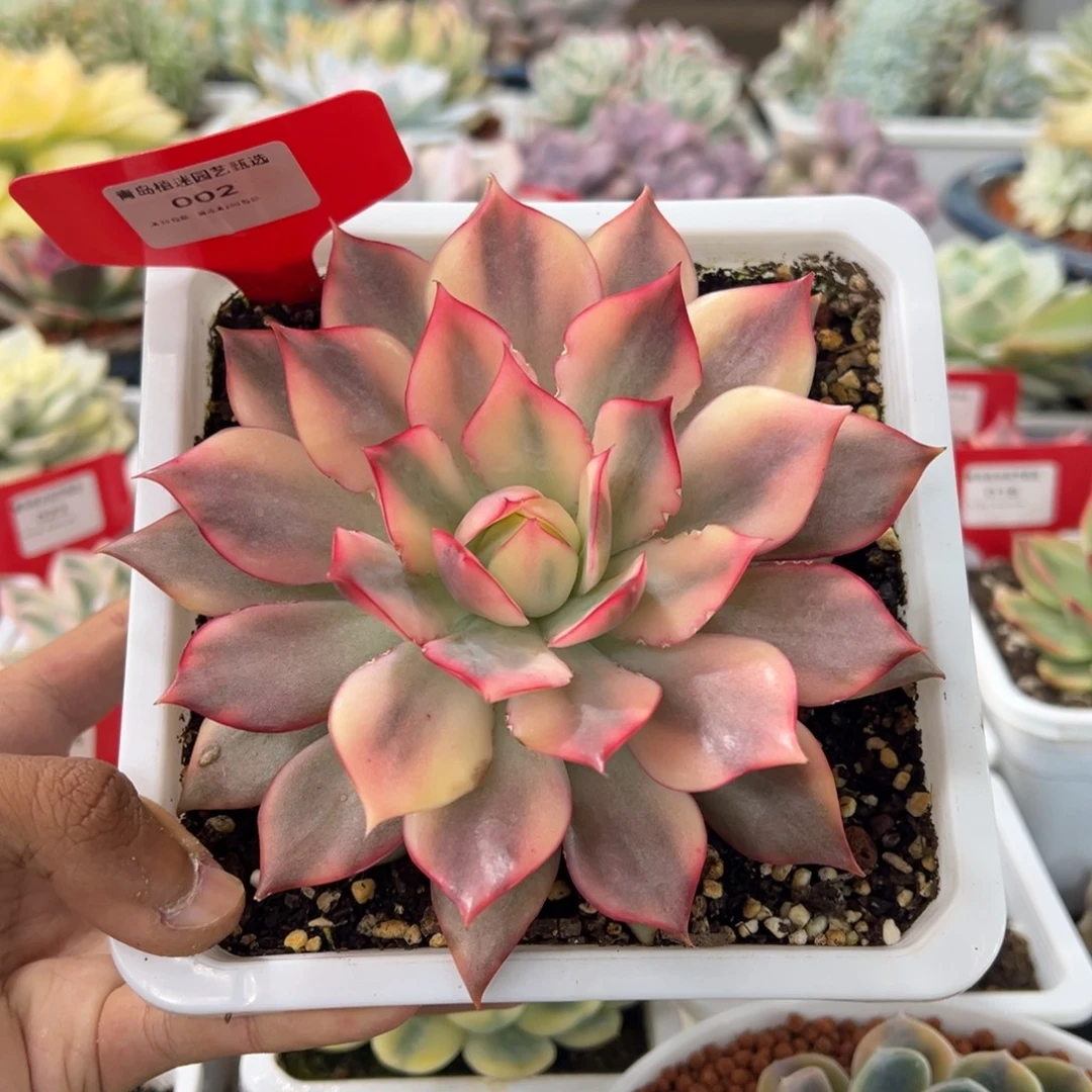 002号宝莲灯锦多肉植物
