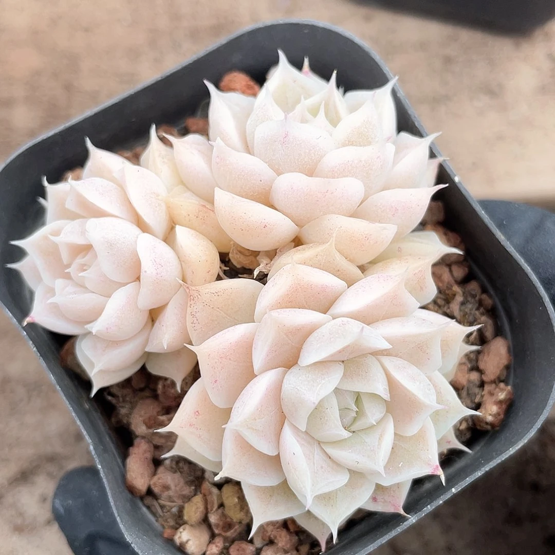 优选女王福利444