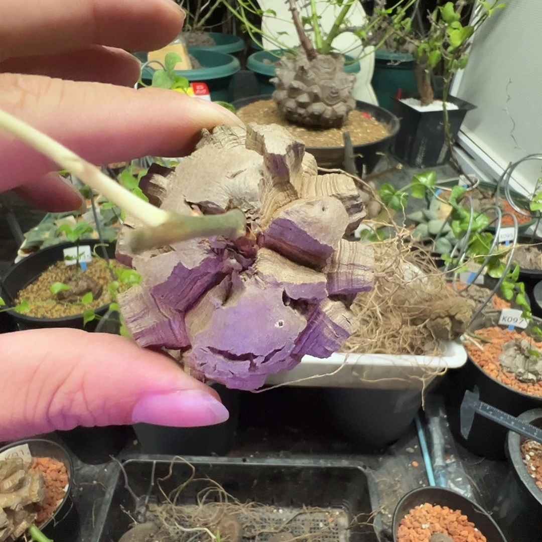 多肉植物专拍 一物一拍 南非龟甲龙8888