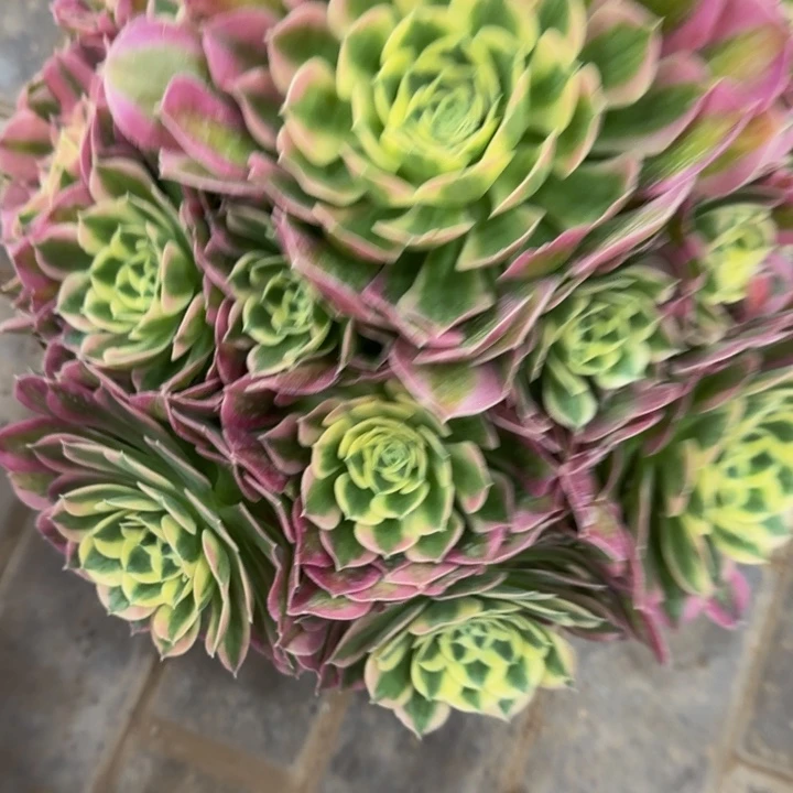 彤*粉体白凤345肉肉