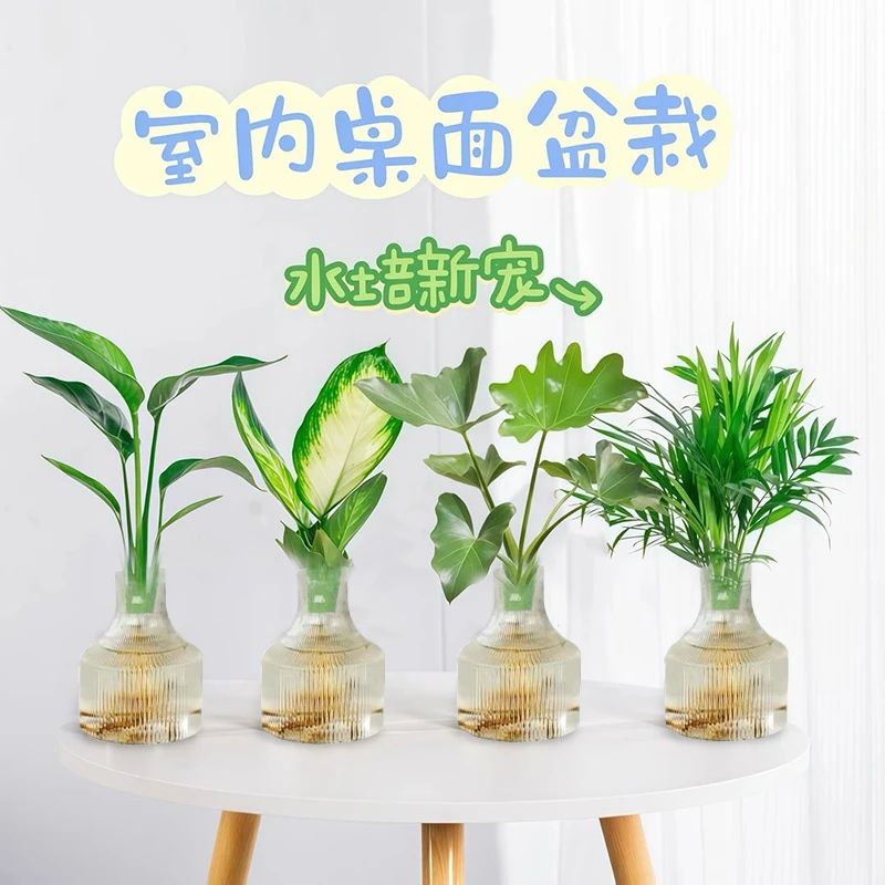 [买三送一]水培春羽 天堂鸟 富贵椰子 玛丽安20~30CM室内绿植