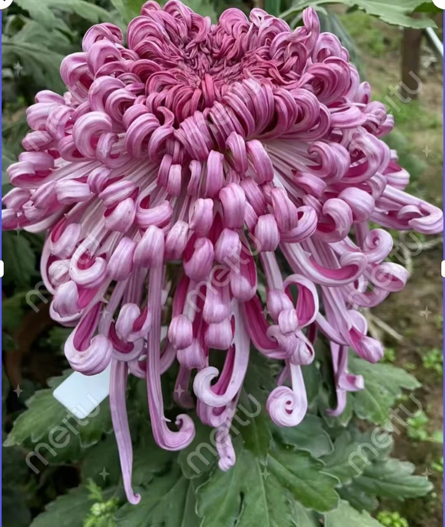 【莺歌漫舞】大花丝菊 多年生室内外盆栽地载稀有花卉绿植盆栽