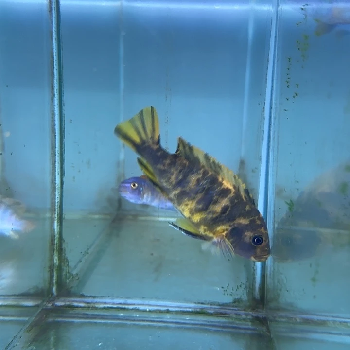 人***。慈鲷鱼199号11111111