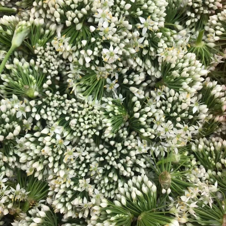 新鲜韭菜花 农家自种 当季可做酱顺丰包邮