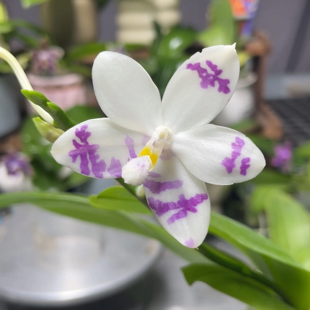 完全开放咖啡盾交蓝孔雀，2.5杯开花株