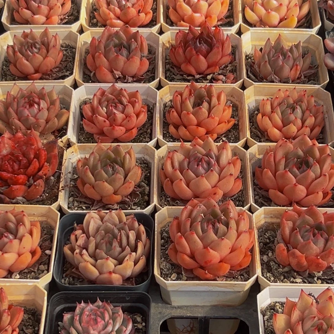 516多肉葡萄的味道真的是很不错