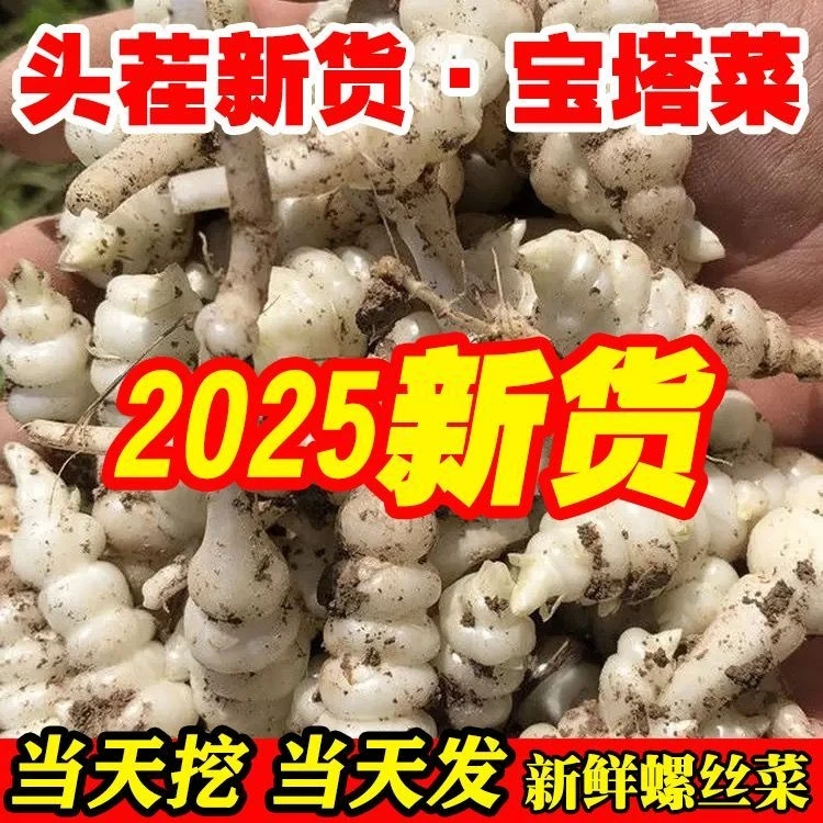 2025现挖新鲜宝塔菜螺丝菜地环菜带泥葫芦地蚕子地梨儿地溜子
