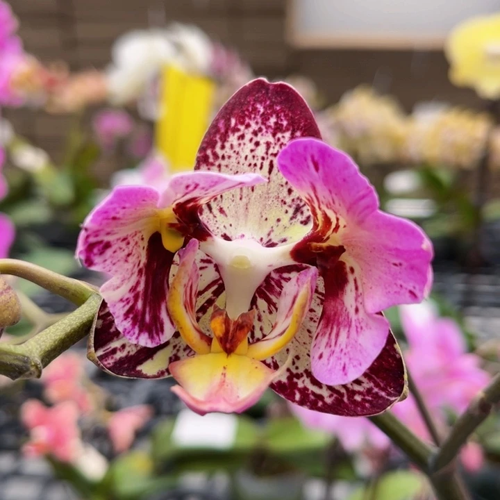 少量花朵（建议范围：2朵-5朵 或40%以下）