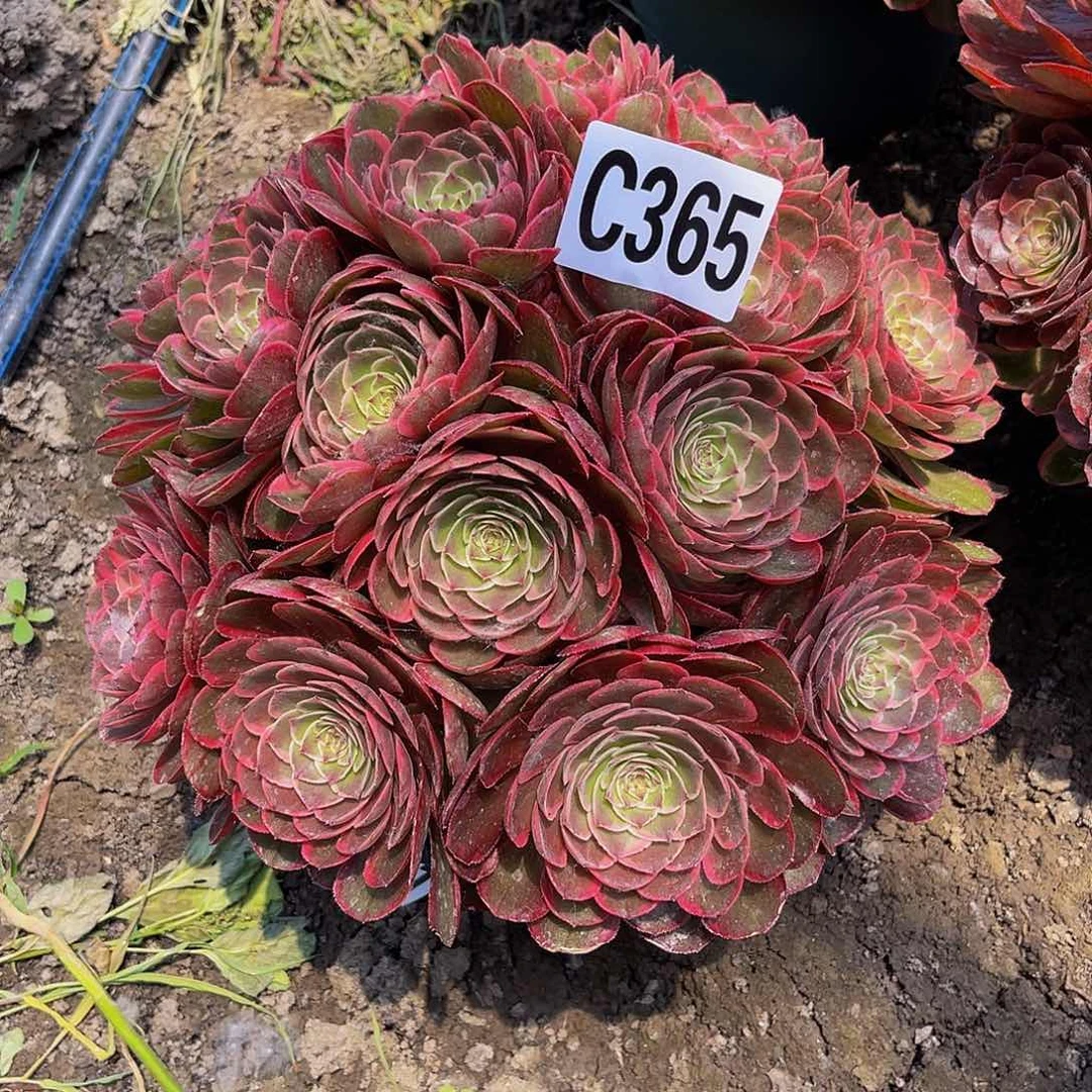 粉花妖28–13包邮法师