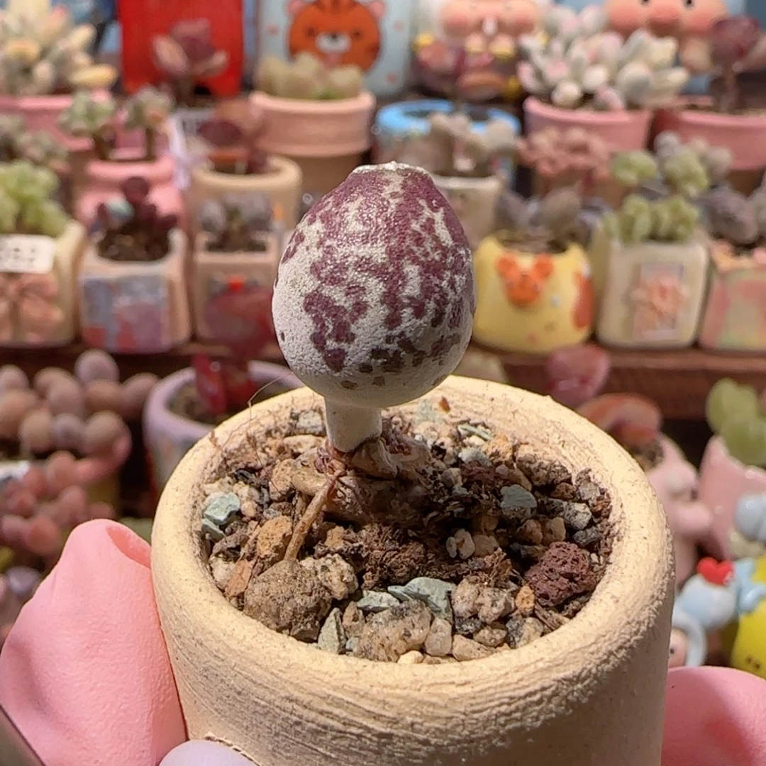 浅***泽T紫海豹盆口2.5cm