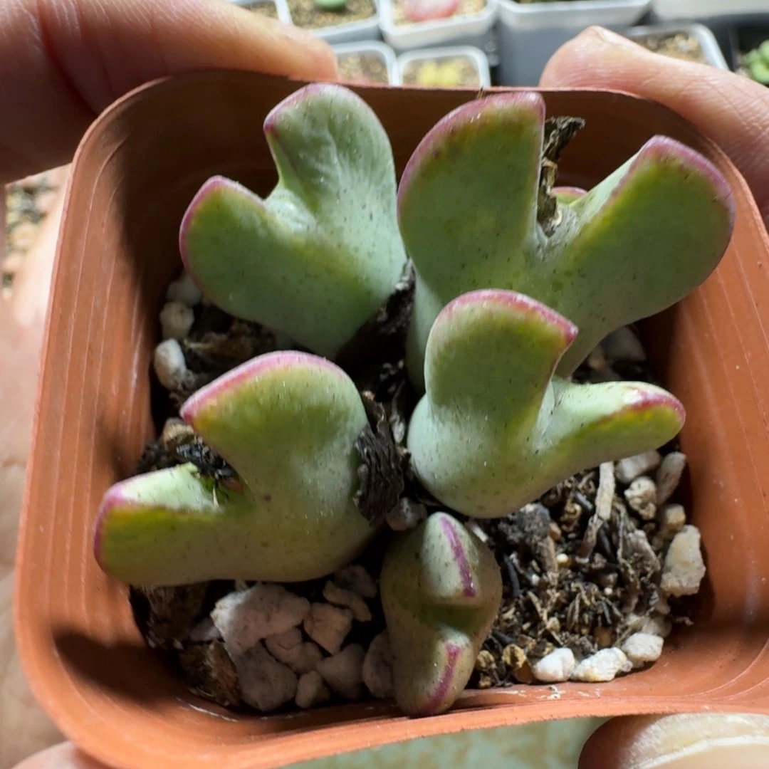 3367。少将一群。带盆土