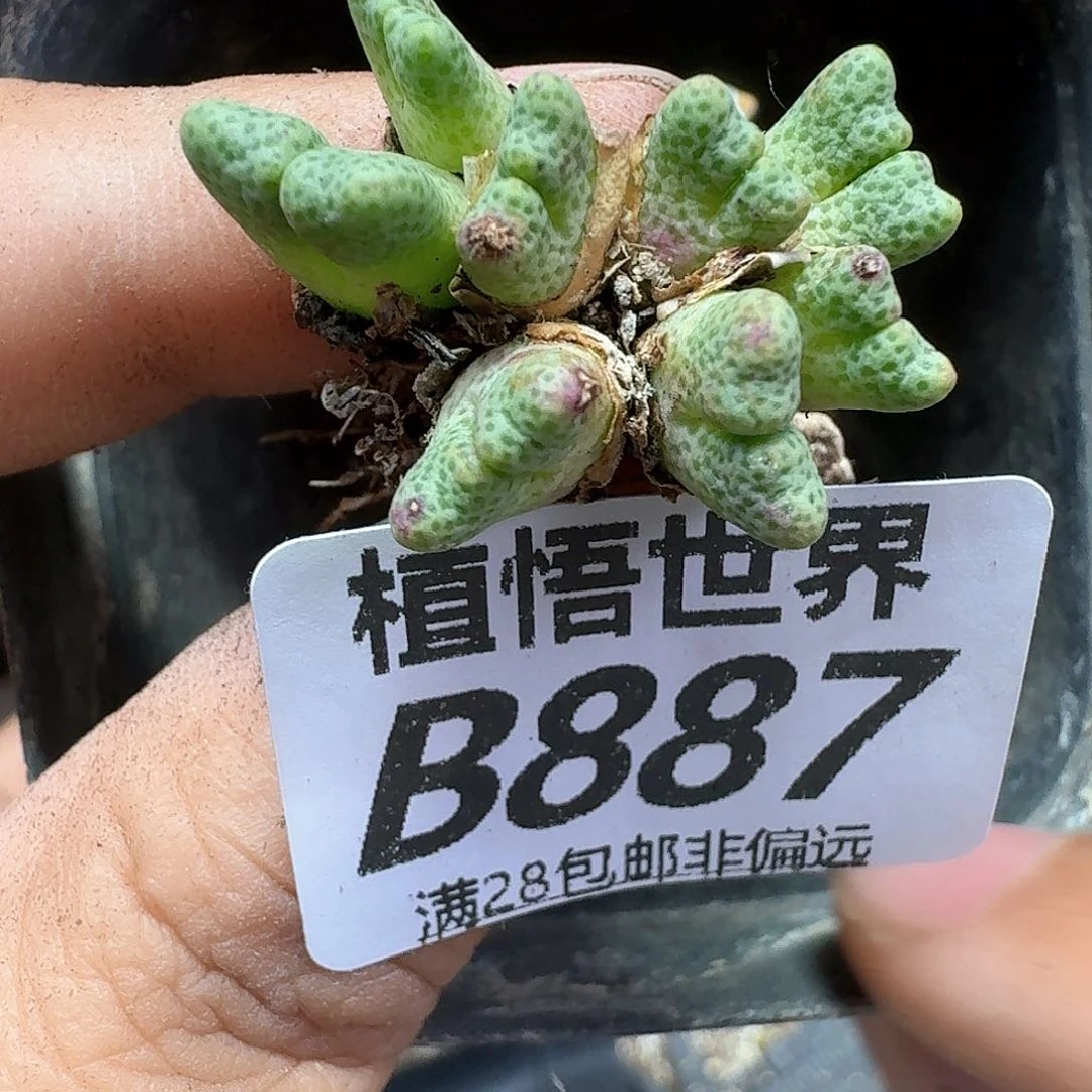 多肉植物的润泽额d g