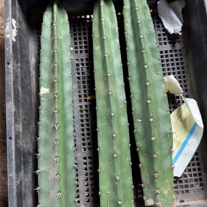 314黑刺砍头25公分左右一个，20包邮