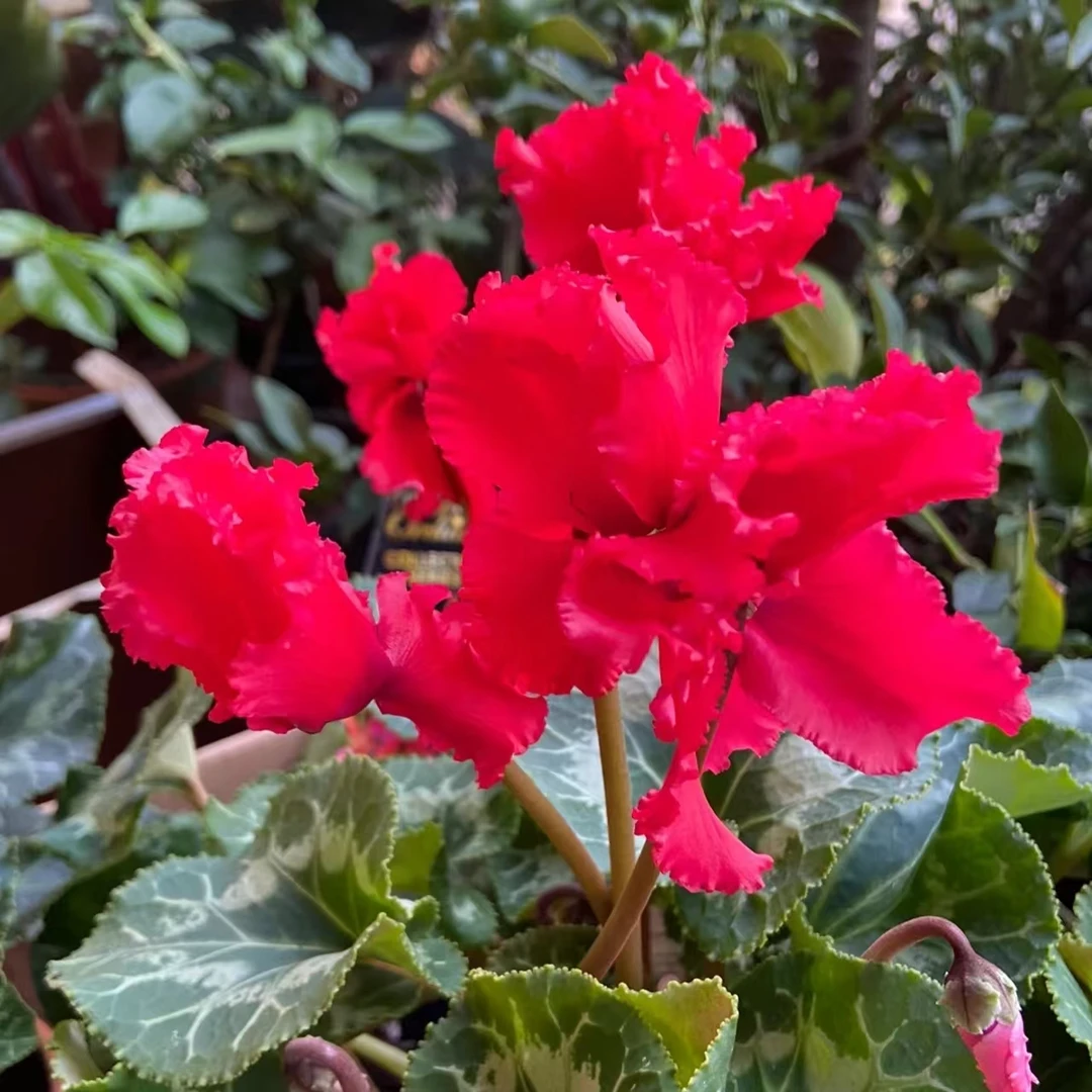 漫卷绯红 好养仙客来易活阳台客厅室内观花植物