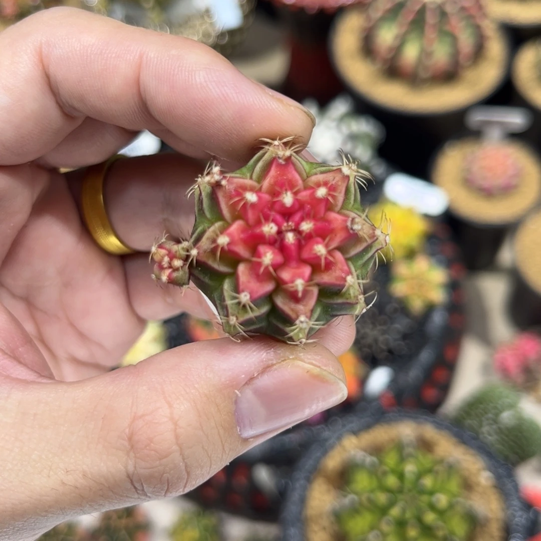 小红帽——————————