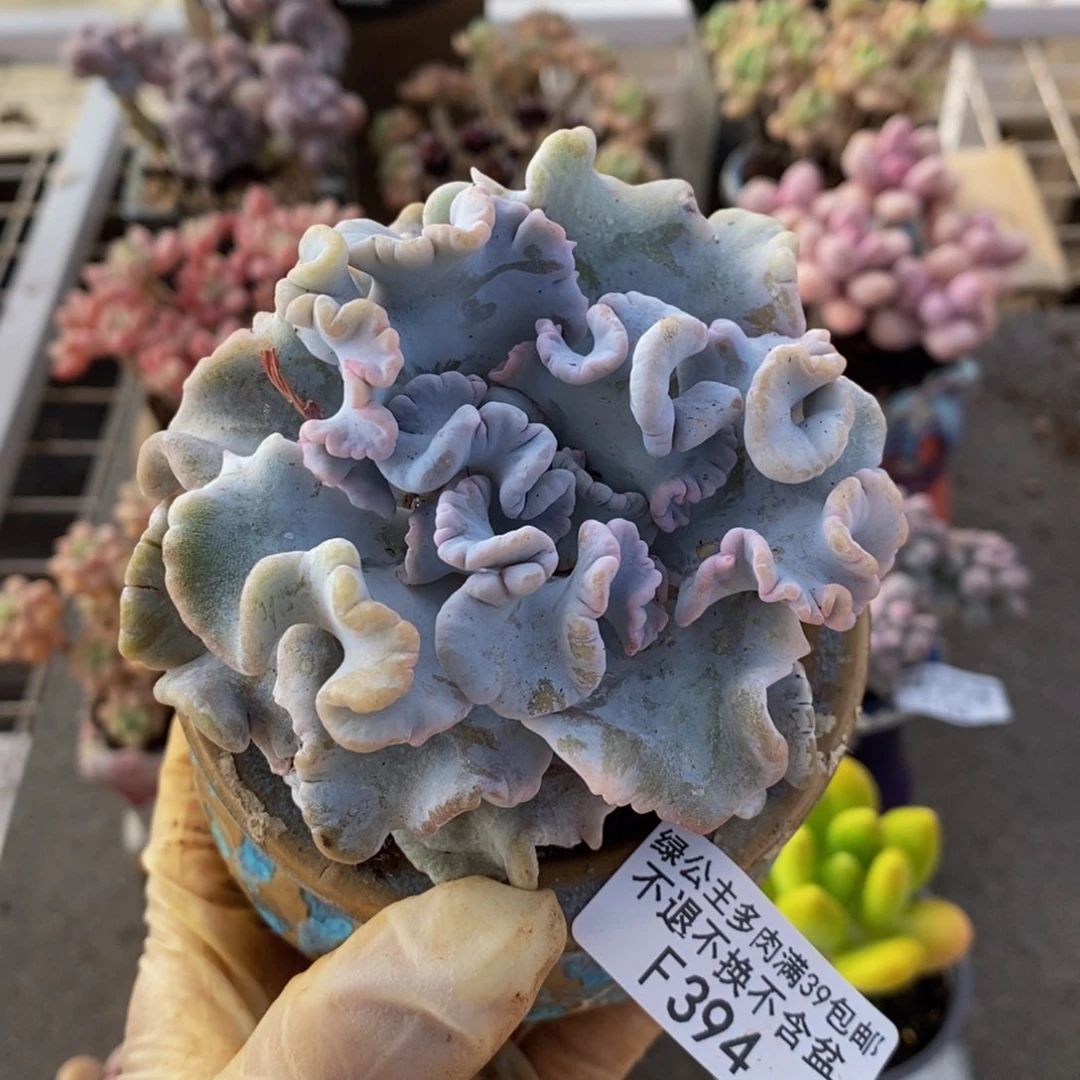 芭蕾舞者394/8c m
