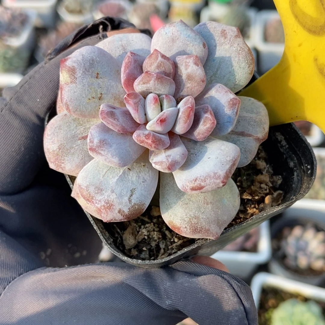 559玉芙蓉石化多肉植物