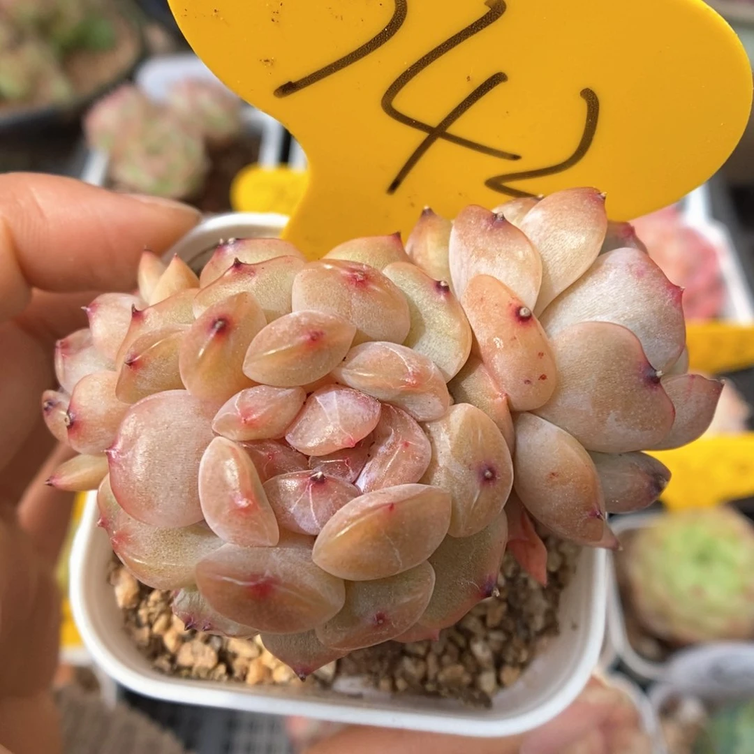 红色恋人群生742号。