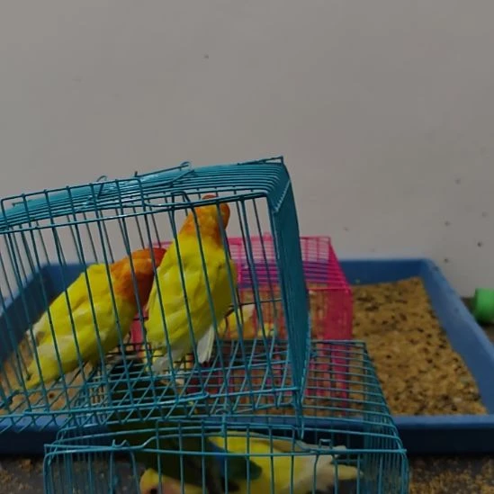 虎皮鹦鹉牡丹鹦鹉鹦鹉2只