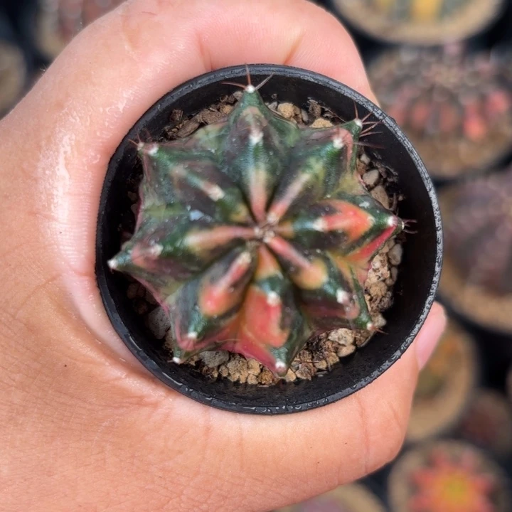 泰系米哈仙人球福利99