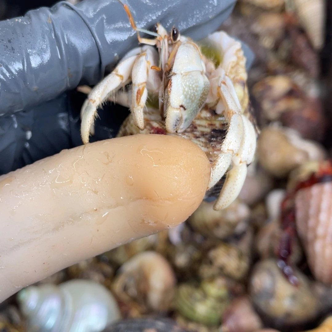 不退不换活体宠物55