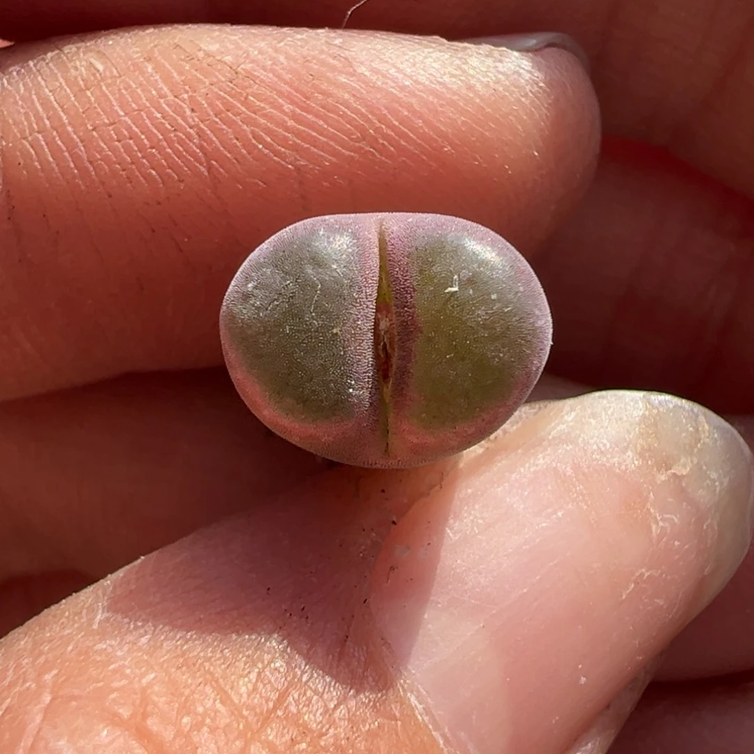 1797.12 紫熊猫 多肉植物