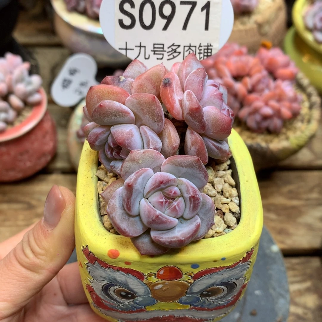 S0971 突尼斯 模特模特 福利