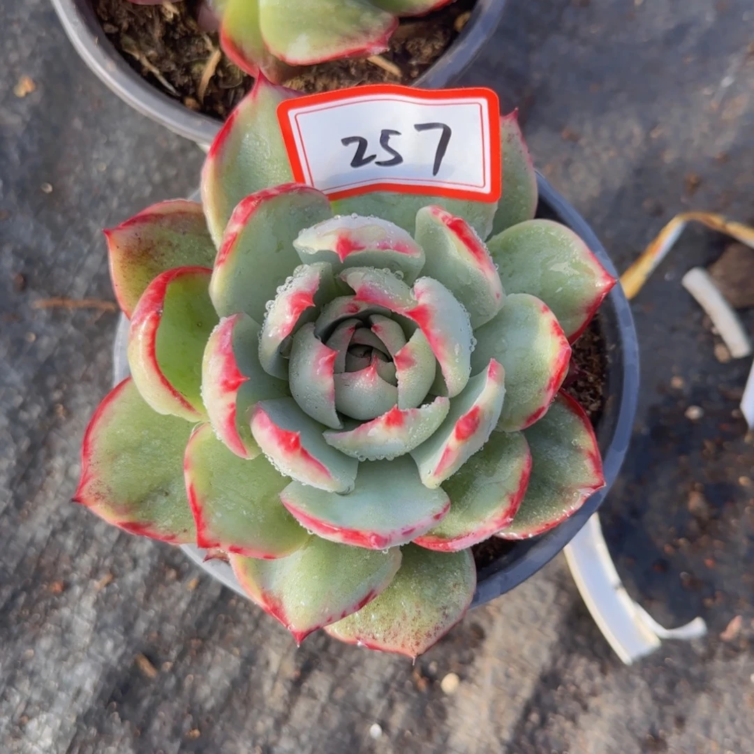 257