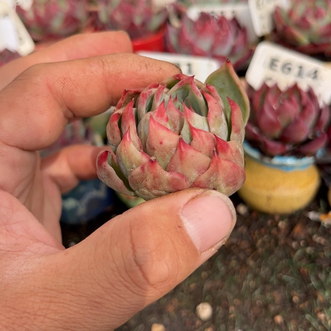 莉*子惊鸿一瞥629号多肉