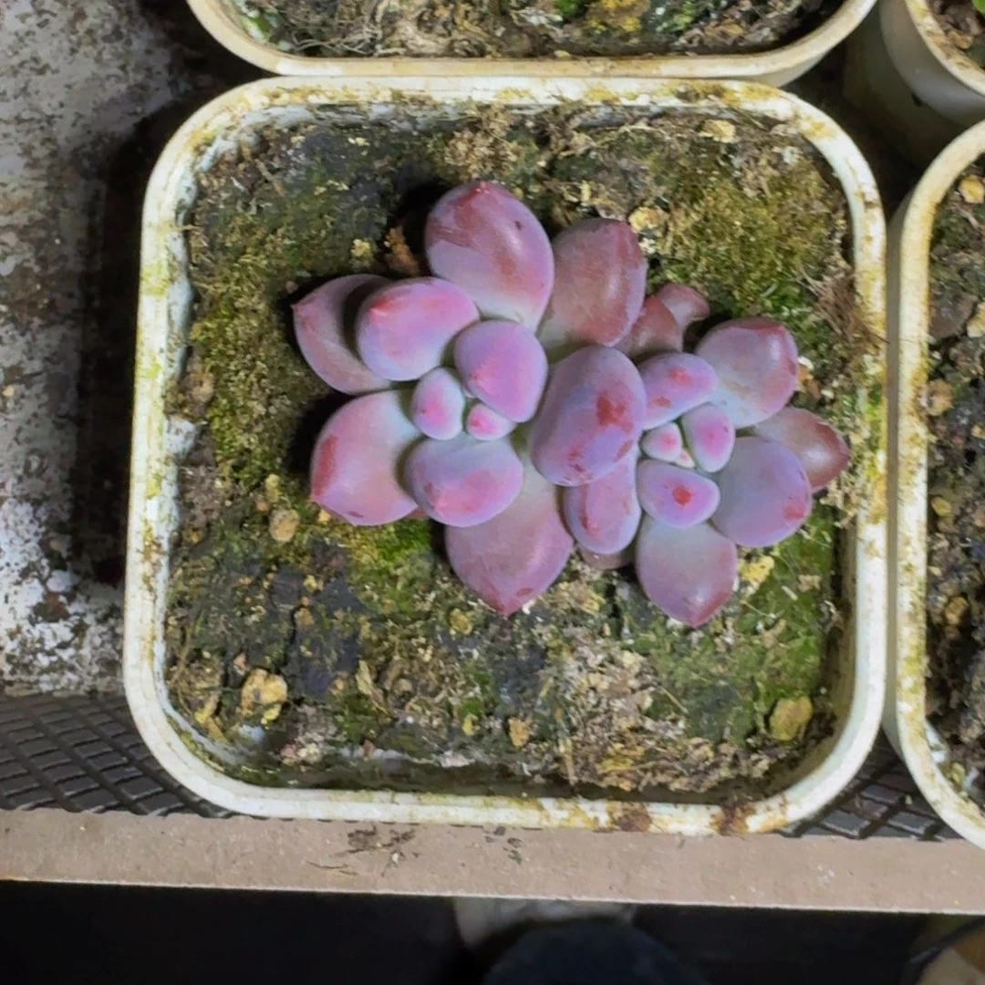 凯普盾美人 一物一拍