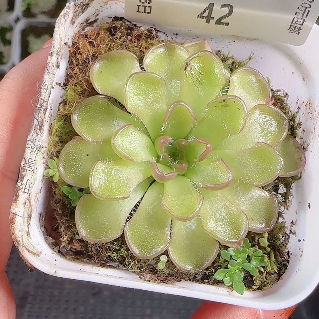 1008---42捕虫堇一物一拍