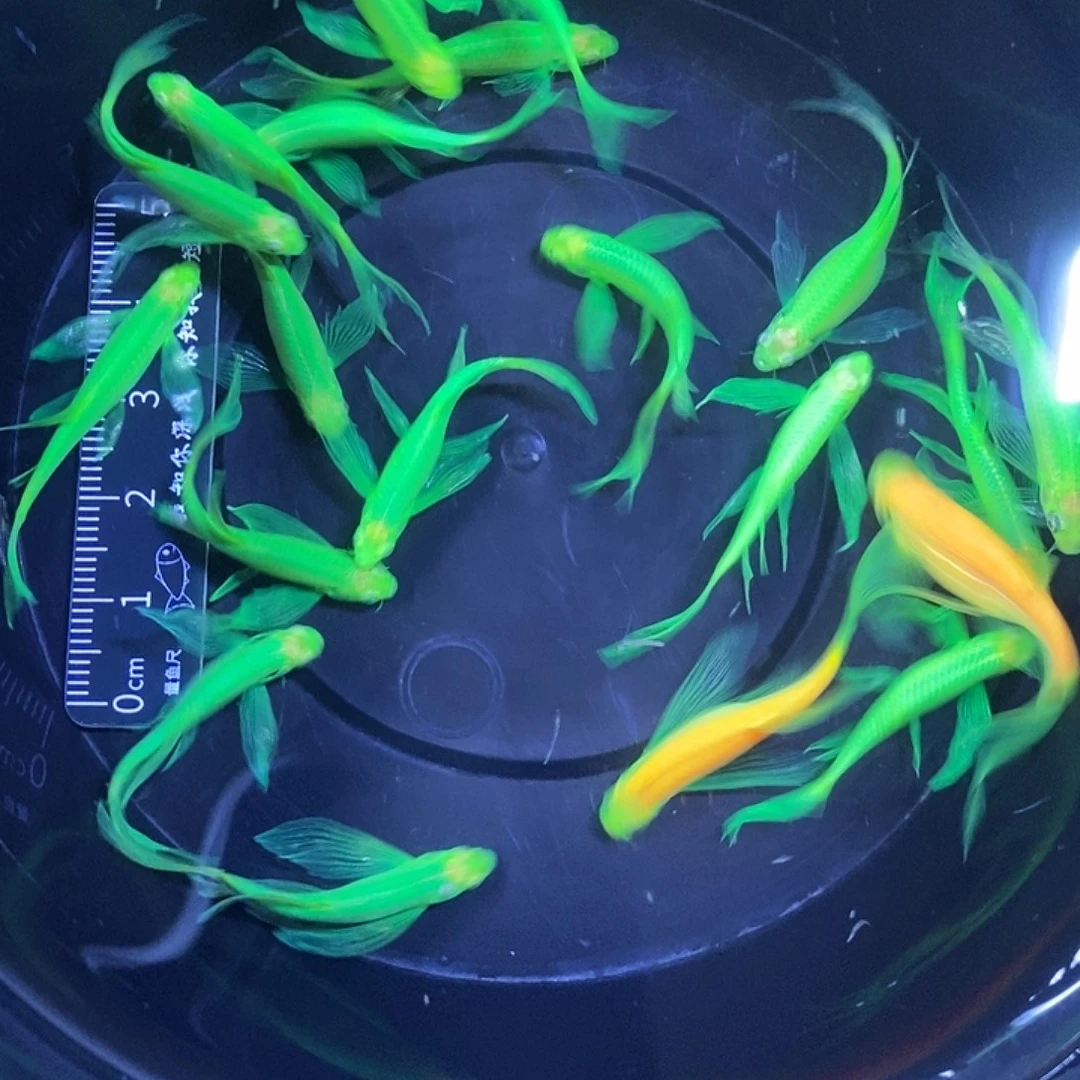 斑马鱼蝶翼斑马福利翡翠绿3-4厘米20条
