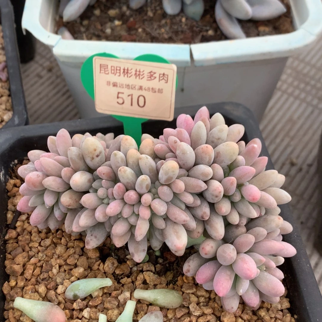 ?**茄汤圆缀化一物一拍510