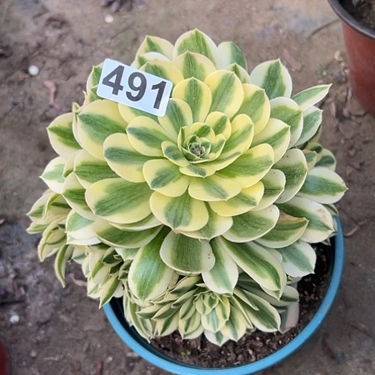 雄***大多肉植物一个